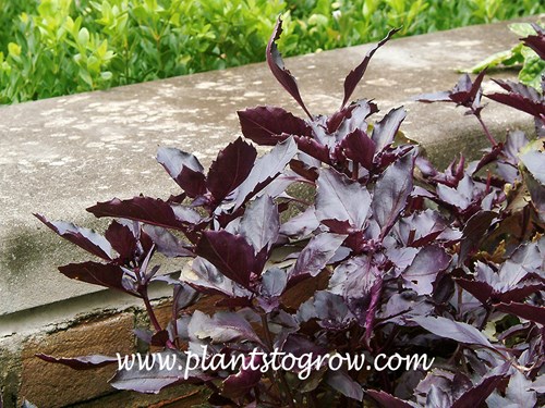 Red Rubin Basil (Ocimum basilicum purpurascens)